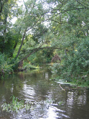 Rzeka Wilga w okolicach  Kamionki (bya osada Czarnw)