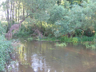 Rzeka Wilga w miejscowoci Kamionka (okolice byej osady Czarnw)